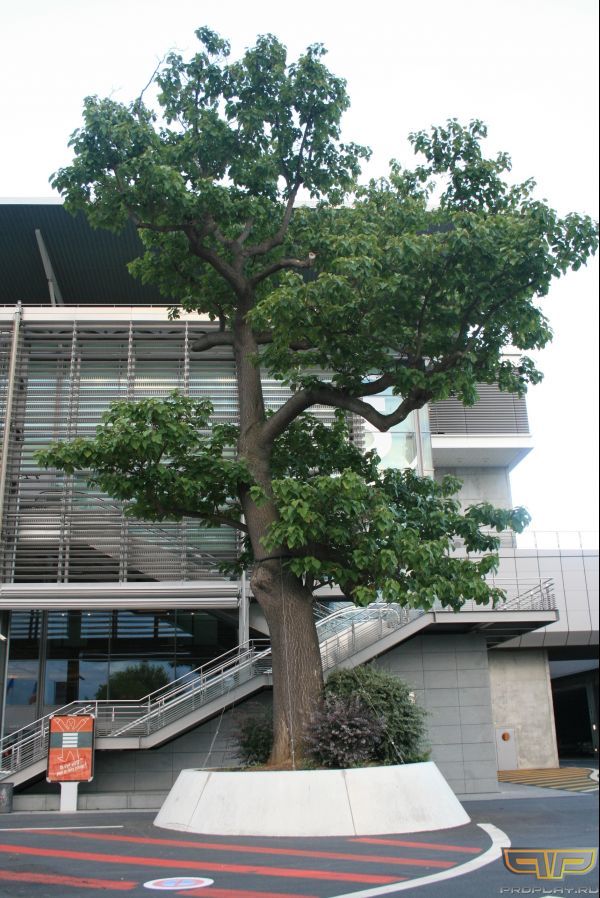 ����-������ ����� �����