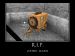 Amazing Spider-Man: Yellow_rip