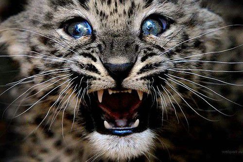 �������� ��������3