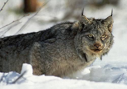 �������� ��������12